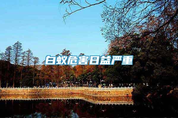白蟻危害日益嚴重