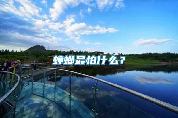 蟑螂最怕什么？