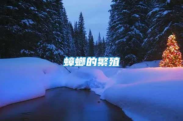 蟑螂的繁殖