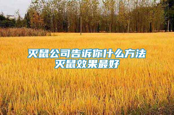滅鼠公司告訴你什么方法滅鼠效果最好