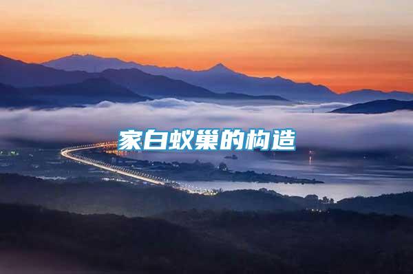 家白蟻巢的構(gòu)造