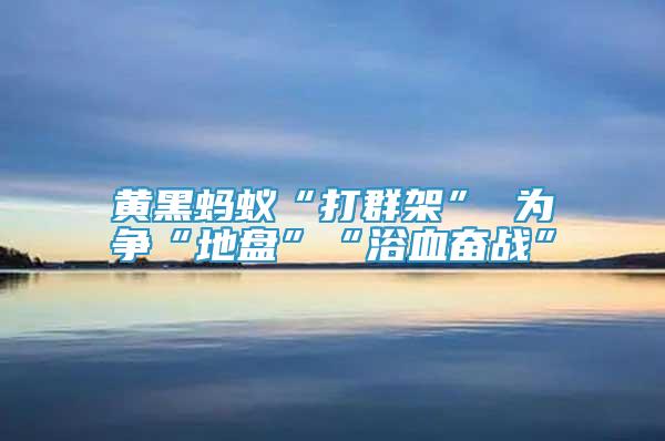 黃黑螞蟻“打群架” 為爭“地盤”“浴血奮戰(zhàn)”