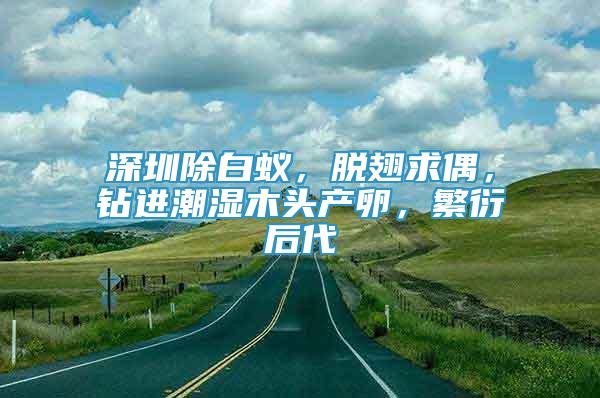 深圳除白蟻，脫翅求偶，鉆進潮濕木頭產(chǎn)卵，繁衍后代