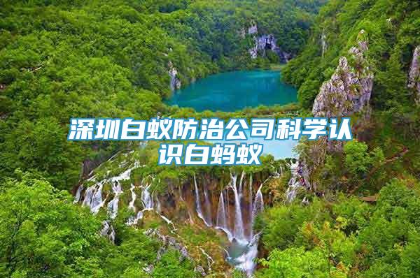 深圳白蟻防治公司科學(xué)認(rèn)識白螞蟻