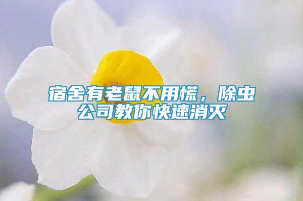 宿舍有老鼠不用慌，除蟲公司教你快速消滅