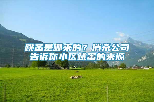 跳蚤是哪來的？消殺公司告訴你小區(qū)跳蚤的來源