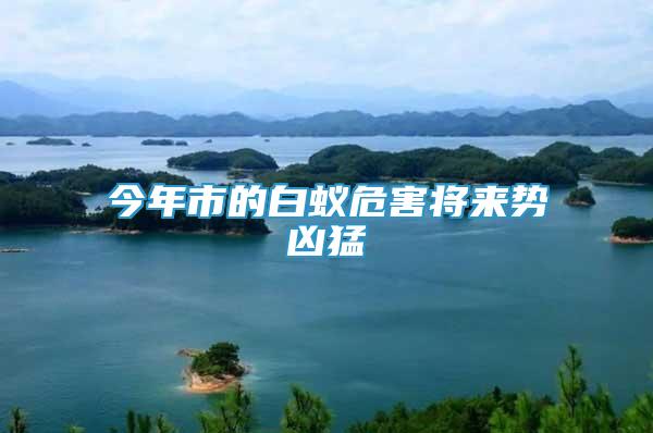 今年市的白蟻危害將來勢兇猛