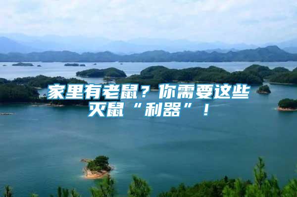 家里有老鼠？你需要這些滅鼠“利器”！
