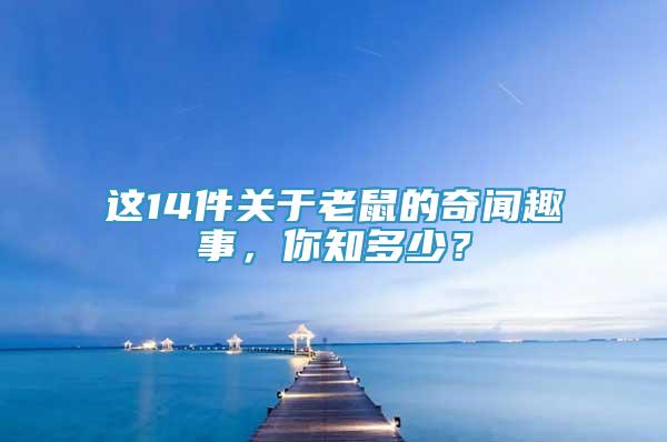 這14件關(guān)于老鼠的奇聞趣事，你知多少？