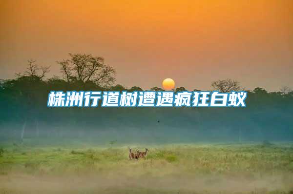 株洲行道樹遭遇瘋狂白蟻