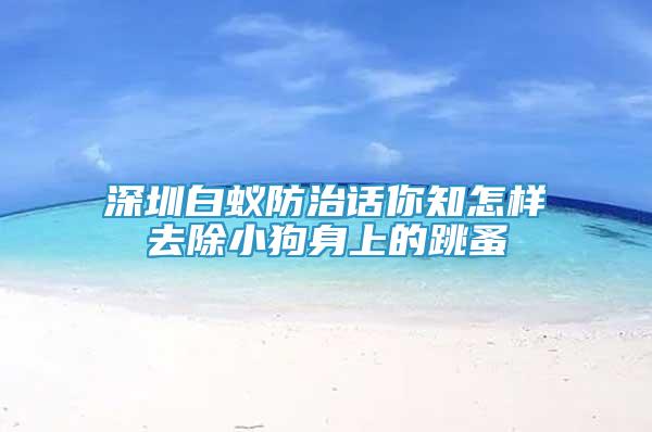 深圳白蟻防治話你知怎樣去除小狗身上的跳蚤