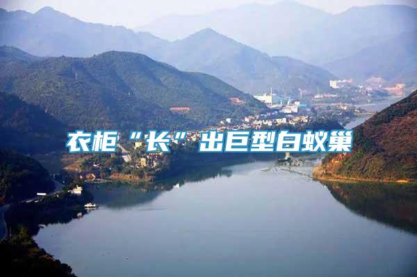 衣柜“長(zhǎng)”出巨型白蟻巢