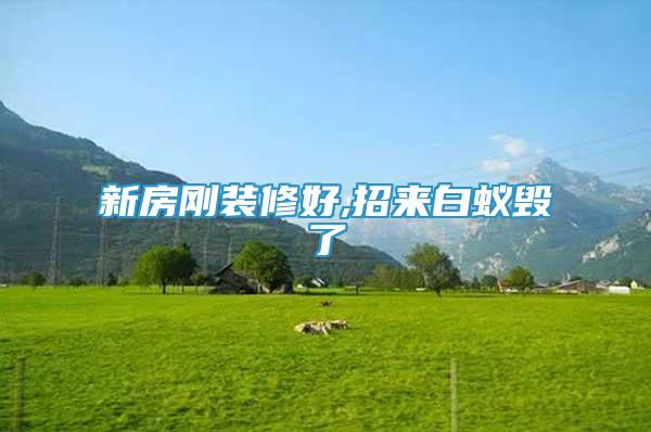 新房剛裝修好,招來白蟻毀了