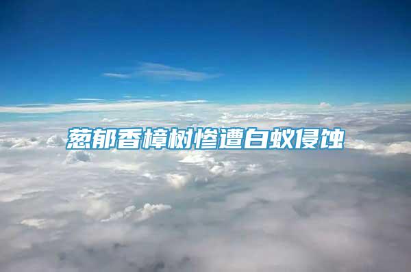 蔥郁香樟樹慘遭白蟻侵蝕