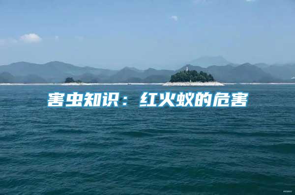 害蟲知識：紅火蟻的危害