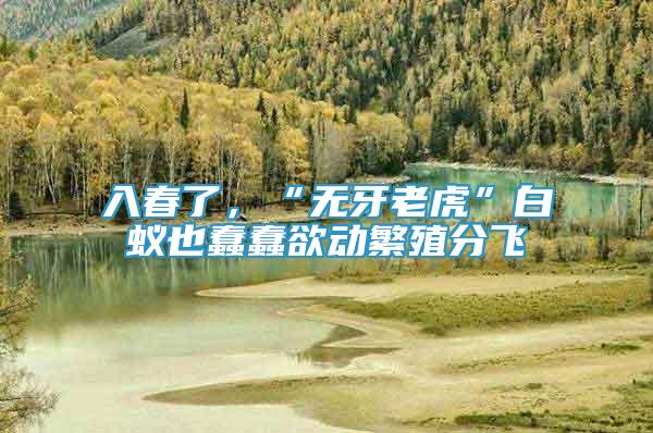 入春了，“無(wú)牙老虎”白蟻也蠢蠢欲動(dòng)繁殖分飛