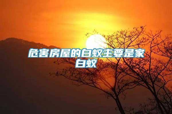 危害房屋的白蟻主要是家白蟻