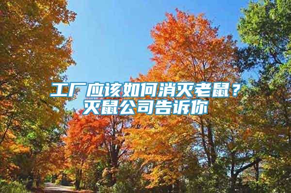 工廠(chǎng)應(yīng)該如何消滅老鼠？滅鼠公司告訴你