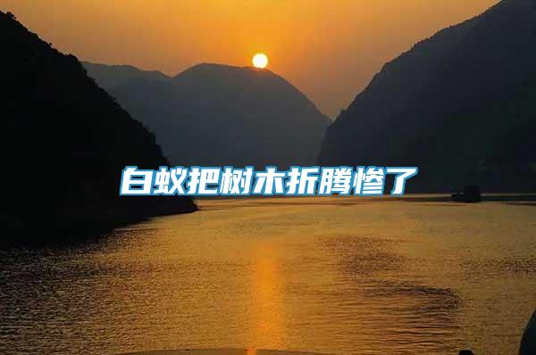 白蟻把樹木折騰慘了