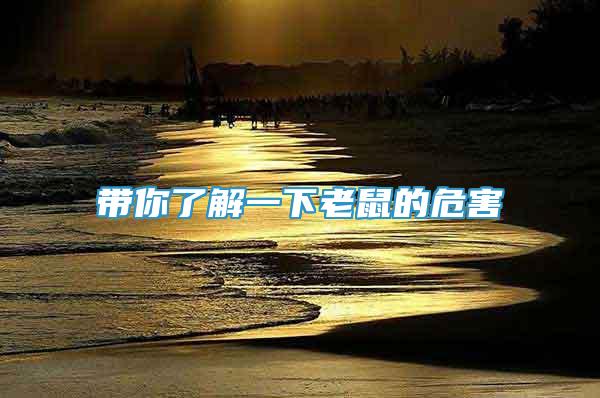 帶你了解一下老鼠的危害