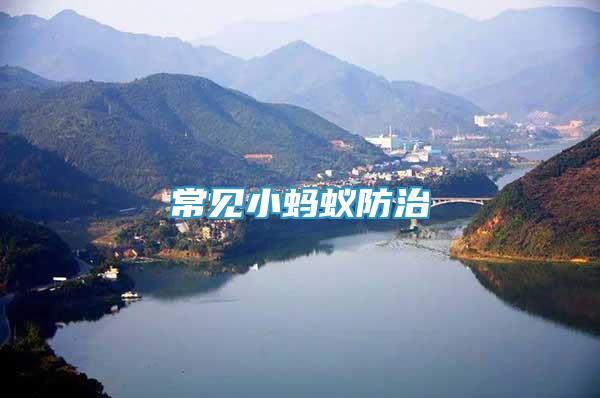 常見小螞蟻防治
