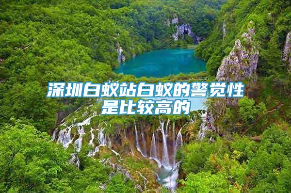 深圳白蟻站白蟻的警覺性是比較高的