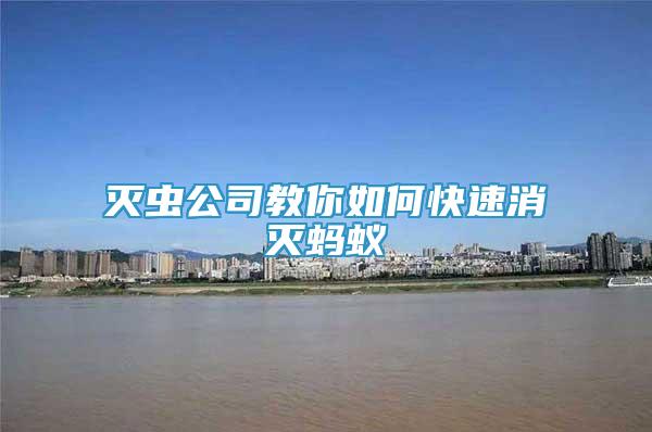 滅蟲公司教你如何快速消滅螞蟻