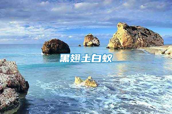 黑翅土白蟻