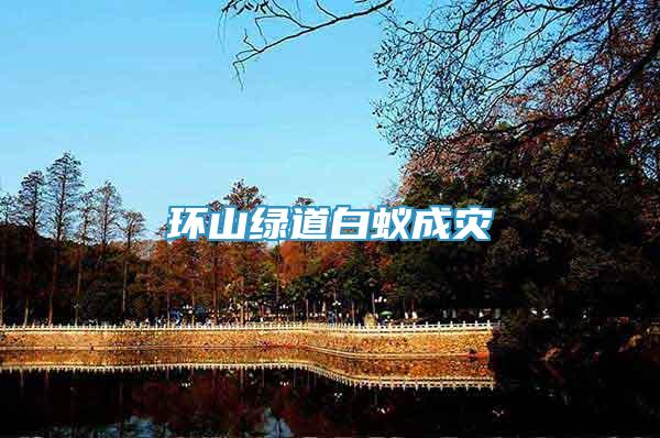 環(huán)山綠道白蟻成災(zāi)