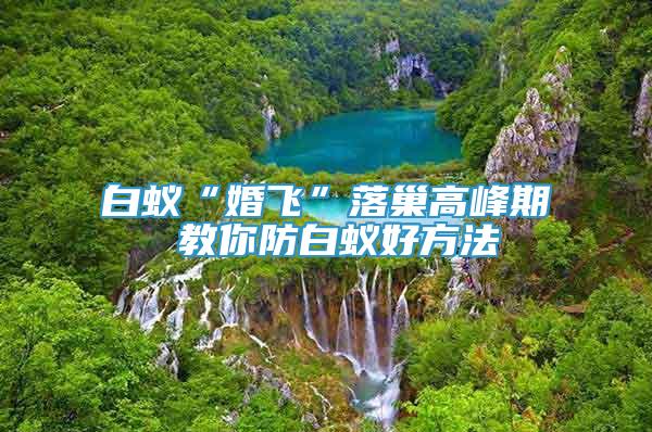 白蟻“婚飛”落巢高峰期 教你防白蟻好方法
