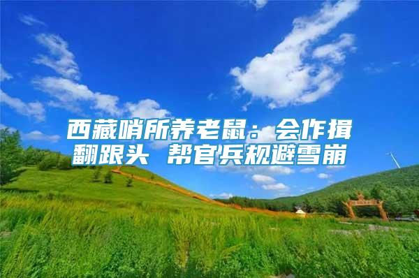 西藏哨所養(yǎng)老鼠：會作揖翻跟頭 幫官兵規(guī)避雪崩