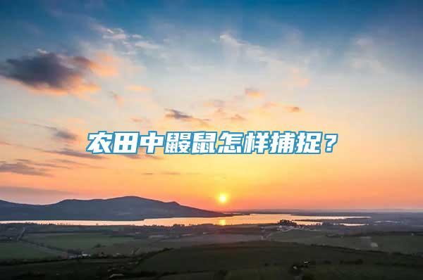 農(nóng)田中鼴鼠怎樣捕捉？