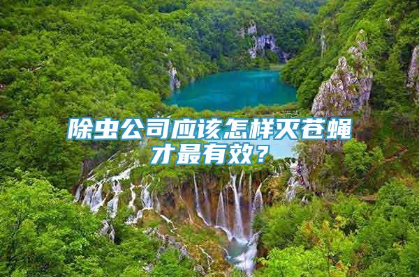 除蟲公司應該怎樣滅蒼蠅才最有效？