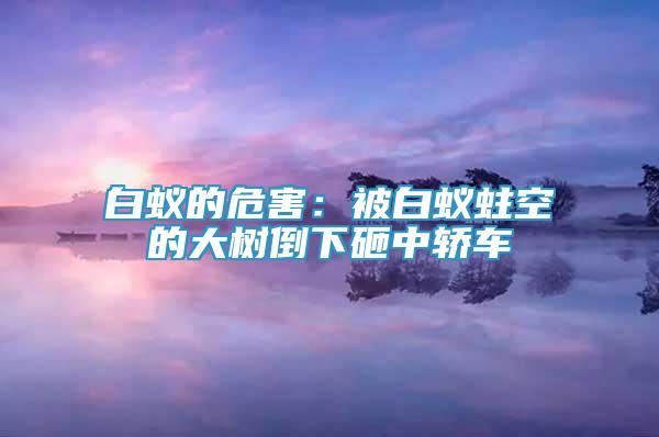 白蟻的危害：被白蟻蛀空的大樹倒下砸中轎車