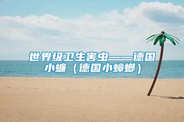 世界級衛(wèi)生害蟲——德國小蠊（德國小蟑螂）