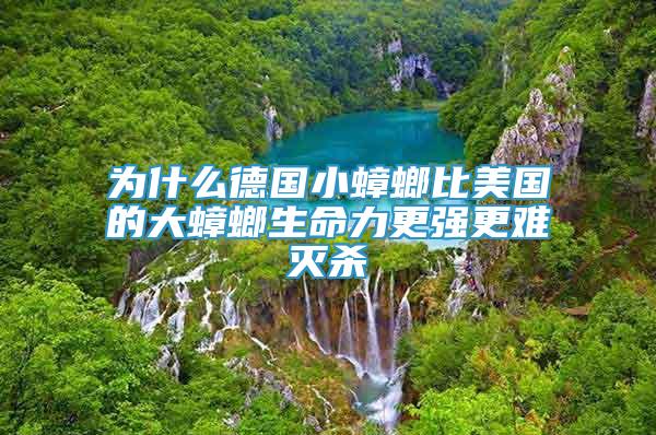 為什么德國小蟑螂比美國的大蟑螂生命力更強(qiáng)更難滅殺