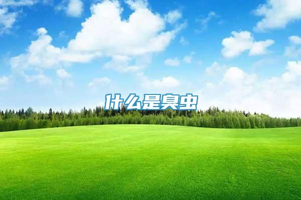 什么是臭蟲