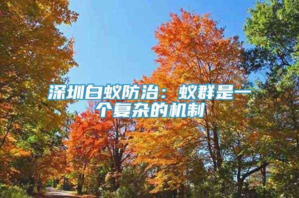 深圳白蟻防治：蟻群是一個復雜的機制