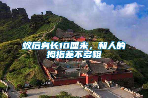 蟻后身長10厘米，和人的拇指差不多粗