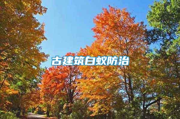 古建筑白蟻防治