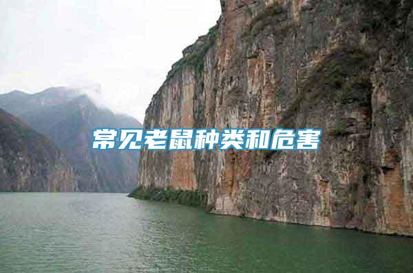 常見老鼠種類和危害