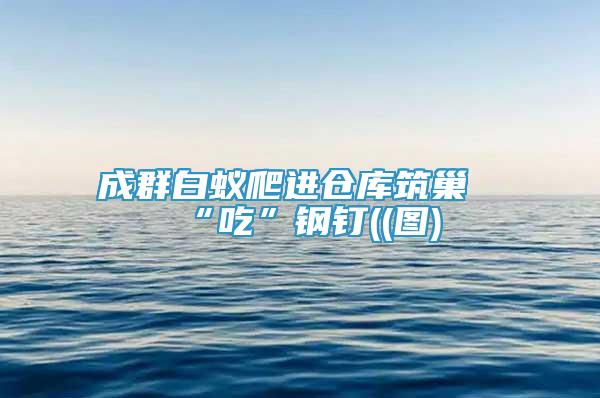成群白蟻爬進(jìn)倉(cāng)庫(kù)筑巢“吃”鋼釘((圖)
