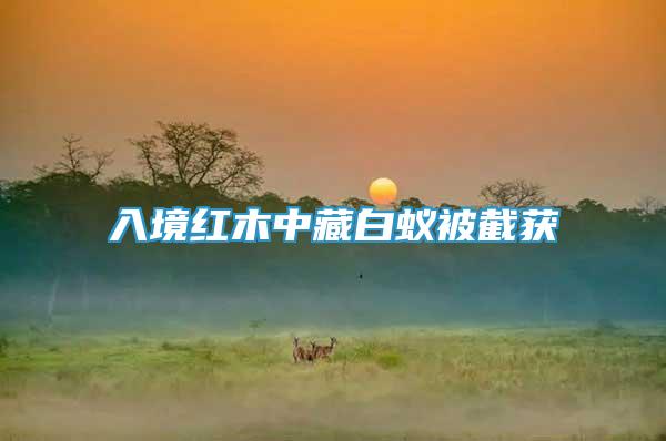 入境紅木中藏白蟻被截獲