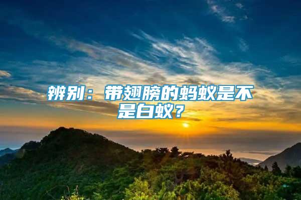 辨別：帶翅膀的螞蟻是不是白蟻？