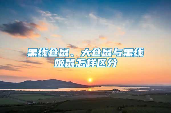 黑線倉鼠、大倉鼠與黑線姬鼠怎樣區(qū)分
