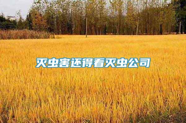 滅蟲害還得看滅蟲公司