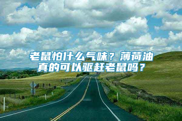 老鼠怕什么氣味？薄荷油真的可以驅(qū)趕老鼠嗎？