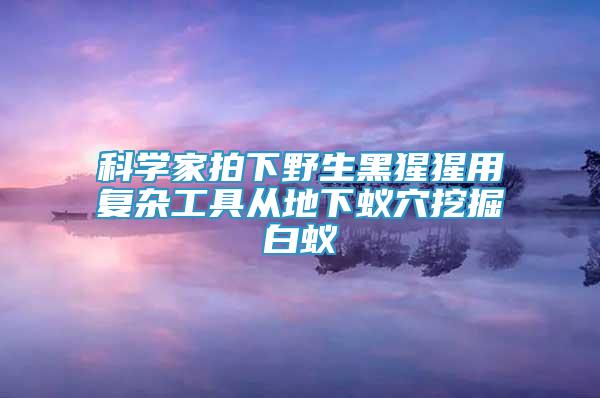 科學(xué)家拍下野生黑猩猩用復(fù)雜工具從地下蟻穴挖掘白蟻