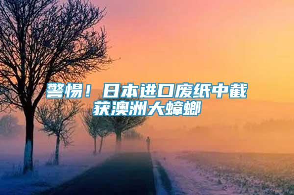 警惕！日本進口廢紙中截獲澳洲大蟑螂