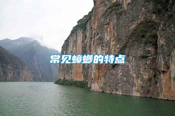 常見蟑螂的特點(diǎn)